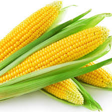 Maize prices in Tanzania experienced increases in late 2024 and 2025