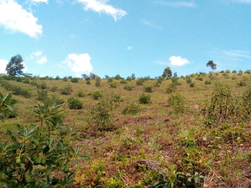 Mashamba Njombe/Iringa