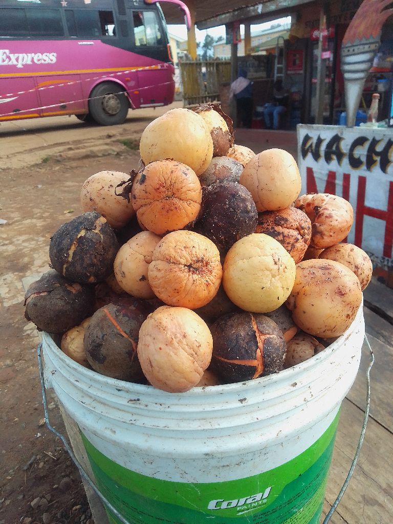 Mbegu za Parachichi na upatikanaji wa Mashamba nyanda za juu kusini, Njombe Iringa na Mbeya