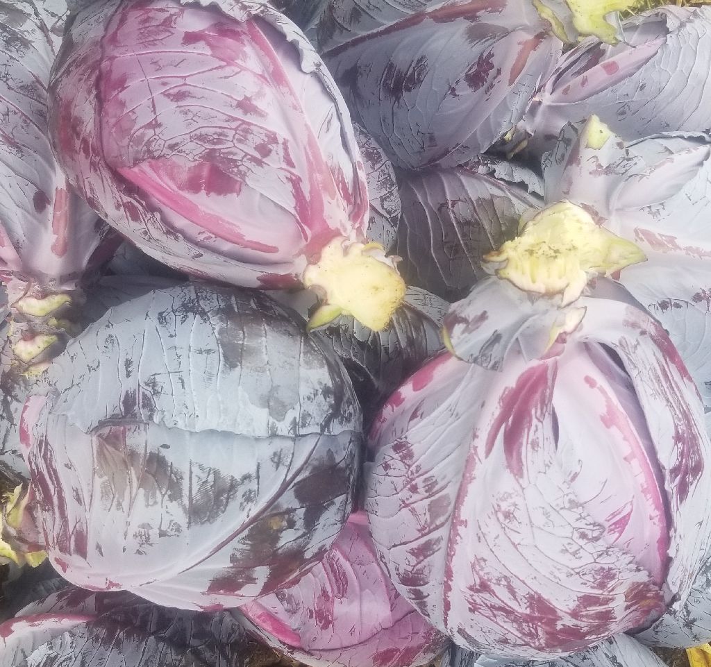 Red Cabbage