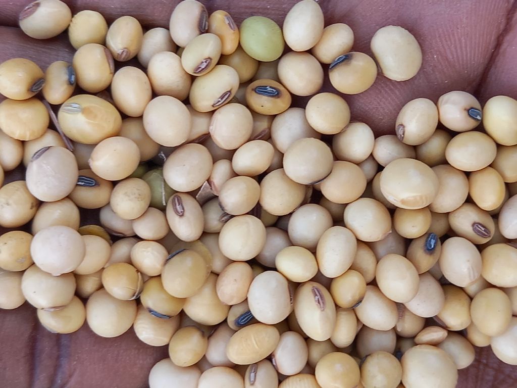 SoYABeans