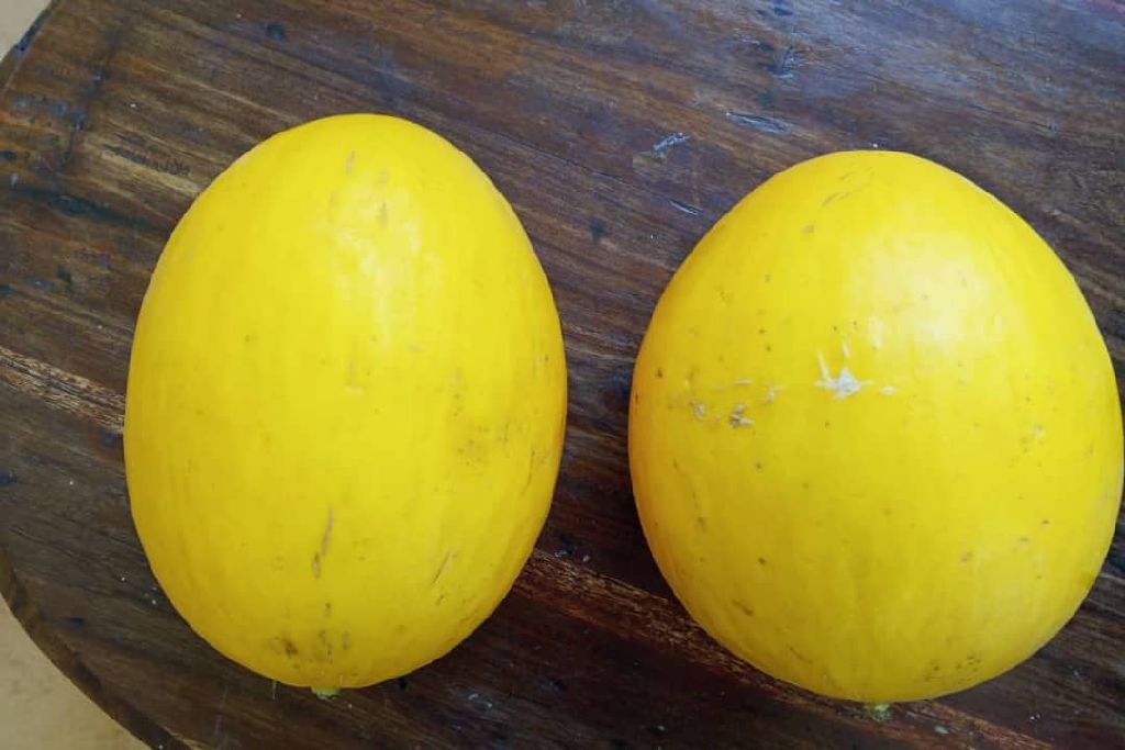 yellow melon