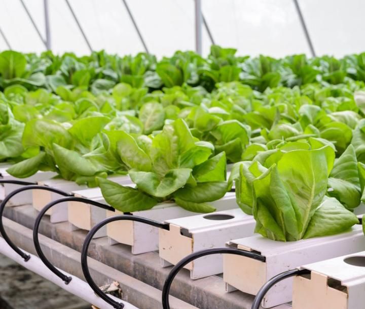 HUDUMA YA HYDROPONIC
