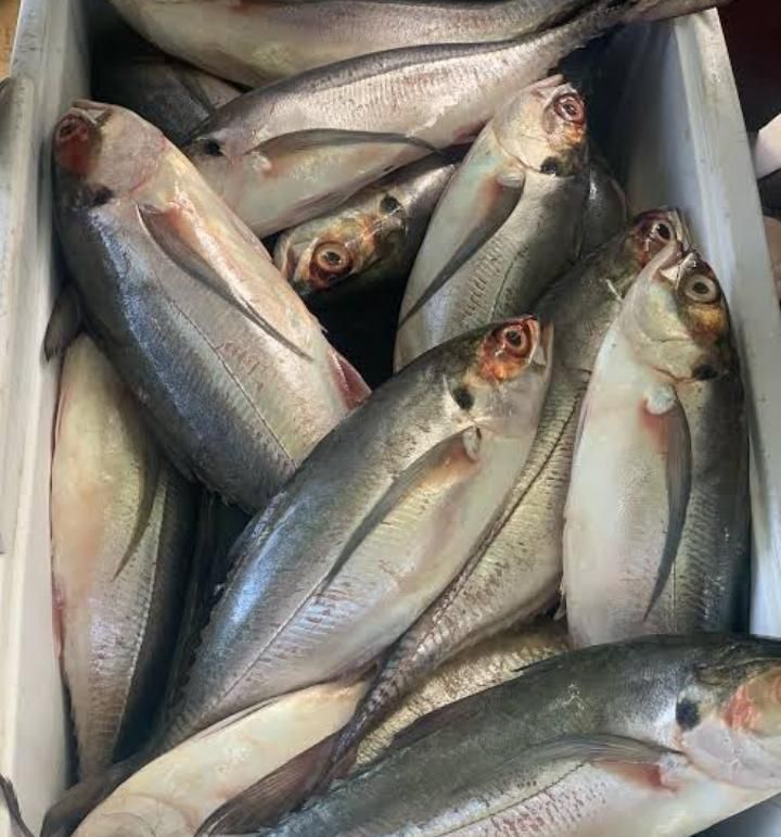 TUNAUZA SAMAKI