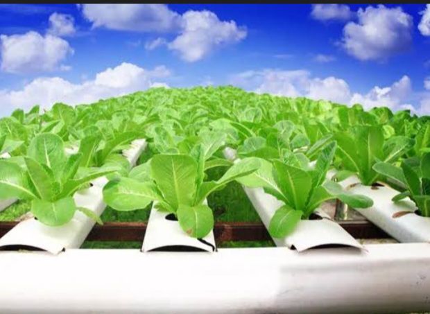 HYDROPONICS